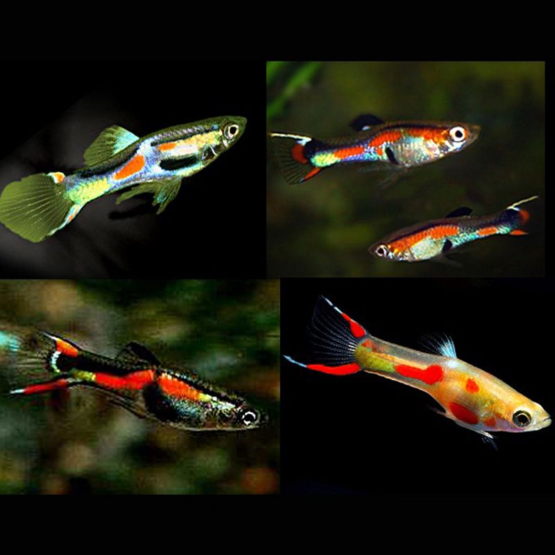 Guppys Endler Mix M Lange De Couleurs Lot De Couples Guppys Po