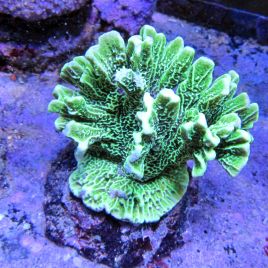 Montipora stellata vert branchu 4-8 cm 69,50 €