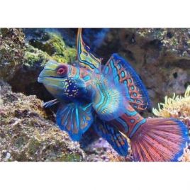 Synchiropus Splendidus mâle * : 4-6 cm  29,50 €