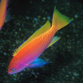 Pseudanthias Bimaculatus Femelle 6-8 cm 49,50 €