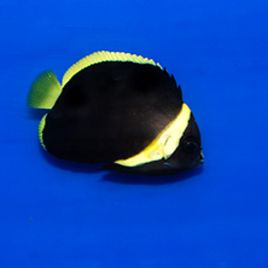 Chaetodontoplus Melanosoma juvenile : 2.5 à 5 cm  87,50 €