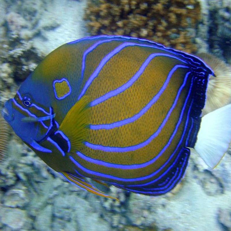 Poisson-ange à anneau • Pomacanthus annularis • Fiche poissons