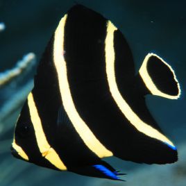 Pomacanthus Paru juvenile : 7 à 10 cm  169,50 €