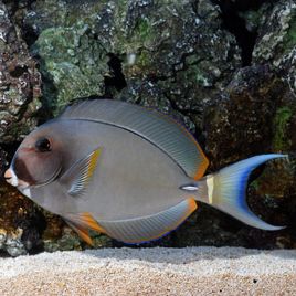 Acanthurus Leucocheilus 6-8 cm  97,50 €