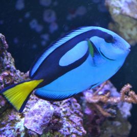 Paracanthurus hepatus : 4-6 cm  54,50 €