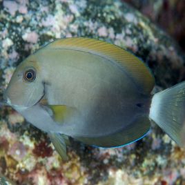 Acanthurus nigricauda 7-9 cm 54,50 €