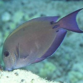 Acanthurus nigrofuscus 9-12 cm  52,50 €