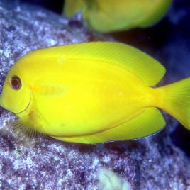 Acanthurus Olivaceus : 5-7 cm  47,50 €