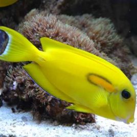 Acanthurus Olivaceus : 7-10 cm  69,50 €