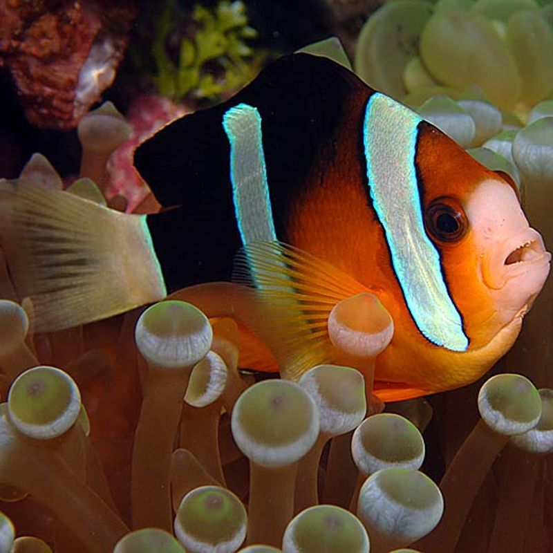 Amphiprion Clarkii : 4-6 Cm