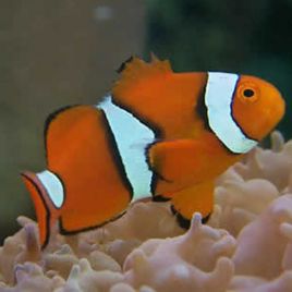 Amphiprion Percula : 4-5 cm élevage 24,90 €