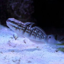 Amblygobius phalaena : 4 à 5 cm  15,90 €