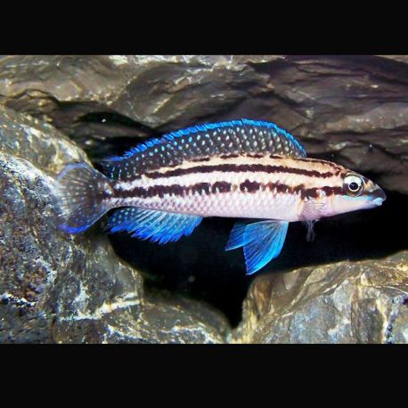 julidochromis dickfeldi