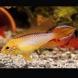 Apistogramma agassizi red Fire(red gold)