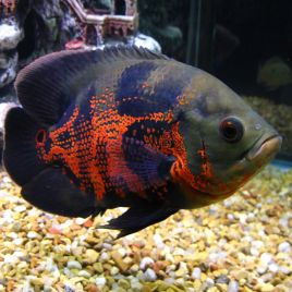 Astronotus Ocellatus Oscar Tigre rouges 7-8 cm 12,00 €