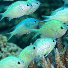 Chromis viridis 1.5-3 cm (lot de 5) 39,50 €