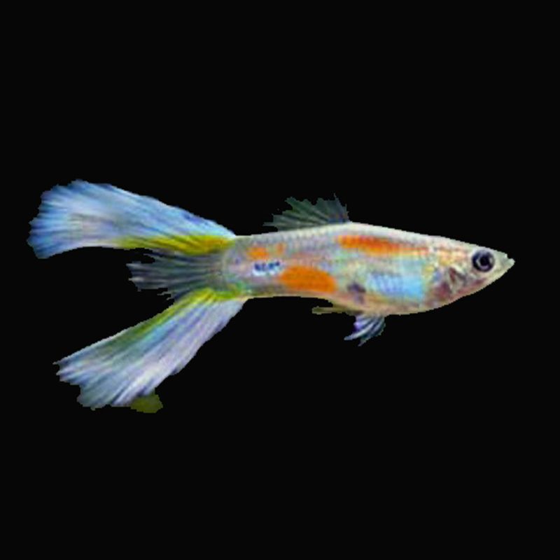 Guppys (Poecilia reticulata) Guppys mâles Lyratail lot de 10