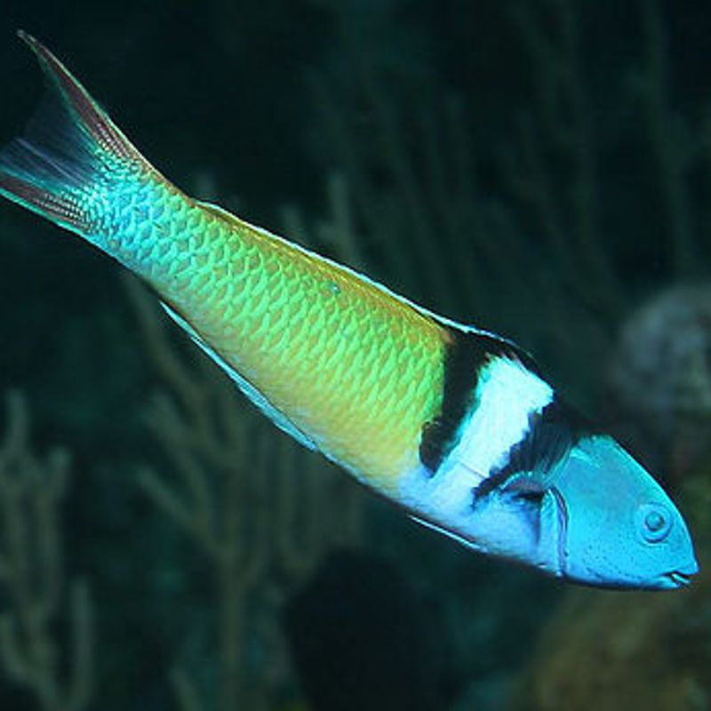 Thalassoma Bifasciatum Mâle