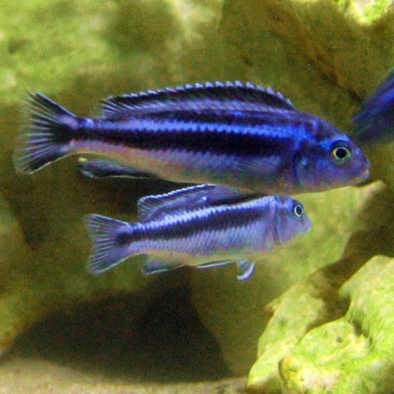 Melanochromis Maingano 8-10 cm le lot de 2 Cichlidés Africain du la…