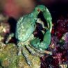 Mithrax sculptus - Crabe herbivore mangeur de Valonia  