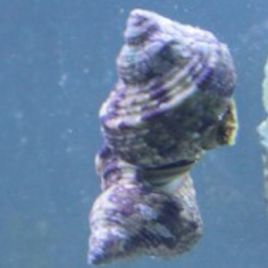 Turbo bruneus - escargots mangeurs d'algues 2-3 cm par 5
