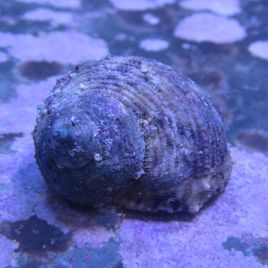 Turbo bruneus - escargots mangeurs d'algues 2-3 cm par 10