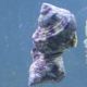 Turbo bruneus - escargots mangeurs d'algues 2-3 cm par 10 49,50 €
