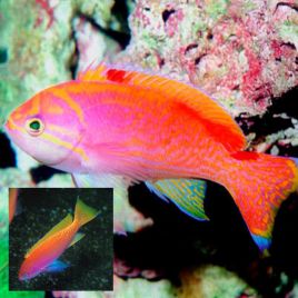 Pseudanthias Bimaculatus 1 mâle + 2 femelles- superbes 149,00 €