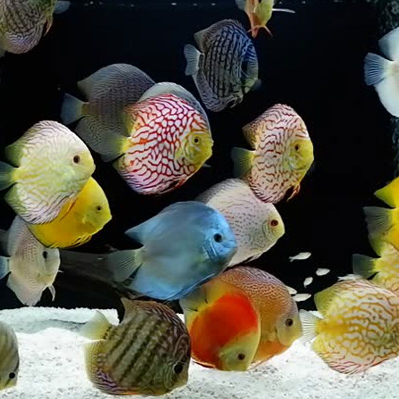 Discus Mix 5 Cm Lot De 4 1 Offert