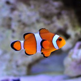 Amphiprion Ocellaris 1 5 2 5 Cm Lot De 2