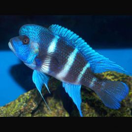 Cyphotilapia Frontosa mpimbwe XL  97,50 €