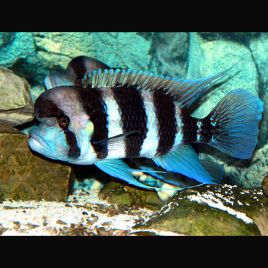 Cyphotilapia Frontosa Kigoma XL 127,50 €