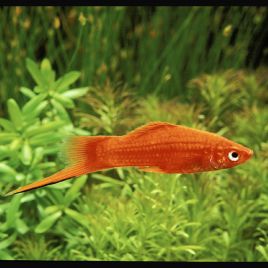 Xipho Xiphophorus helleri rouges 4-5cm