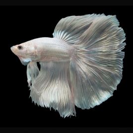 Betta mâle Halfmoon blanc métalique (Les patrons de coloration peuvent varier) 28,60 €