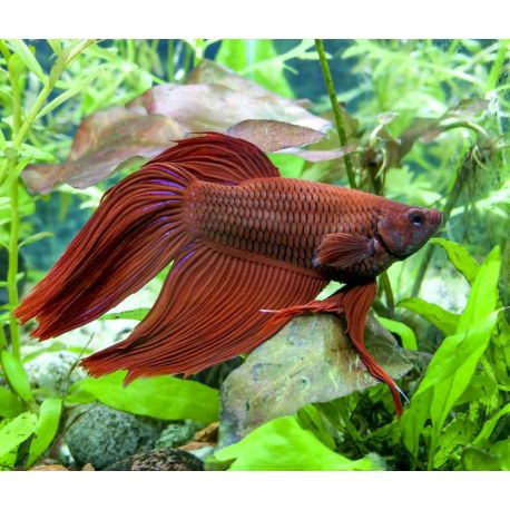 Top 10 Des Plus Beaux Poissons Deau Douce Maganimal