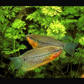 Trichopodus leerii - Gouramis Perlés 8-10 cm le couple 19.50€ 19,50 €