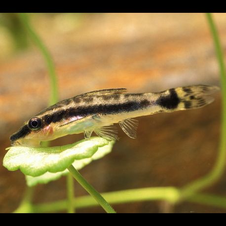 Otocinclus Affinis 2 3cm Lot De 10