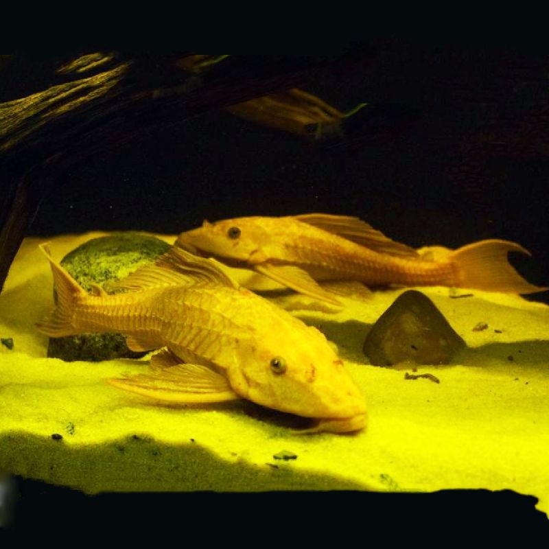 Hypostomus Plecostomus Dorés Nettoyeur De Vitres 4 5cm