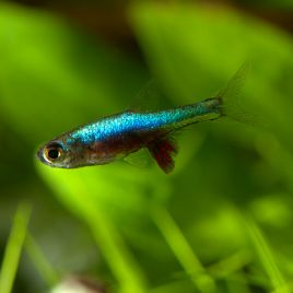 Rasbora Sundadanio Axelrodi blue lot de 5 15,00 €