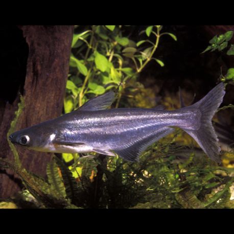 Poisson Requin Deau Douce Aquarium