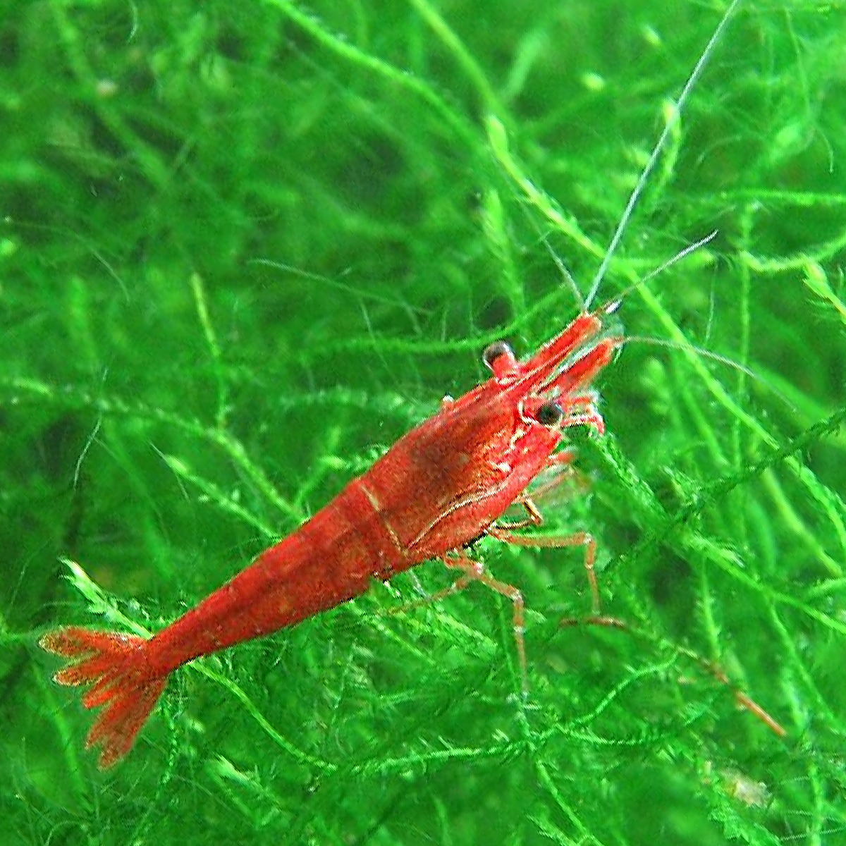 Neocaridina et Caridina : crevettes d'aquarium eau douce - Shrimp-Delice