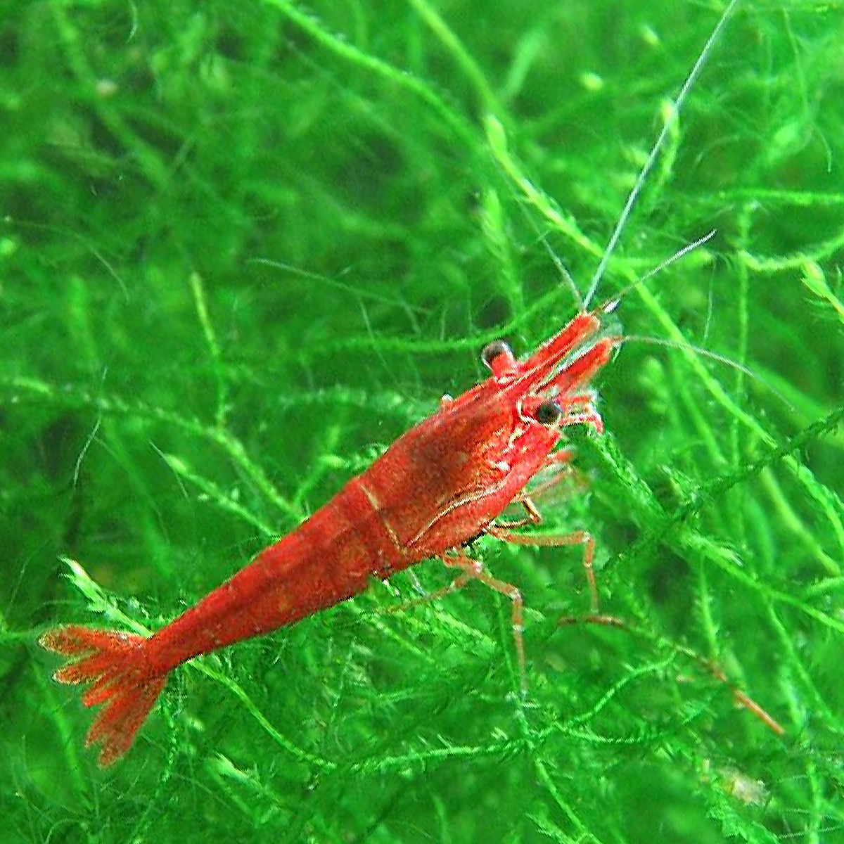 Informations sur les crevettes en aquarium
