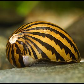 Neritina Turrita escargots zébrés 1-2cm lot de 3