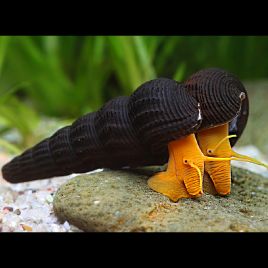 Escargot lièvre jaune/orange-Tylomelania sp 4-5 cm lot de 3