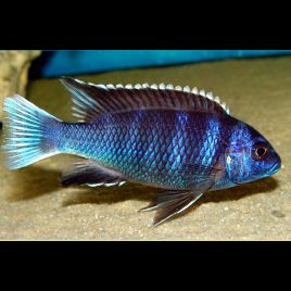 Poissons Deau Douce Pour Aquarium En Vente En Ligne Vpc