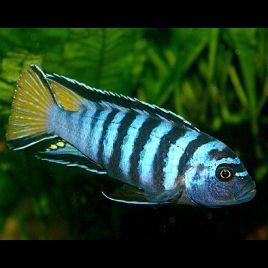 Poisson Exotique D Eau Douce Liste Tbb73 Napanonprofits