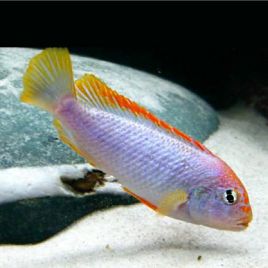 Pseudotropheus Red Top Ndumbi 5-7cm 7,50 €