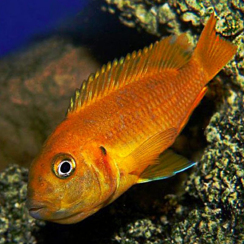 Cichlidés Africain du lac Malawi Pseudotropheus Saulosi Coral Red 4…