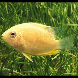 Heros severus doré - Cichlasoma severum 3-4cm 7,50 €