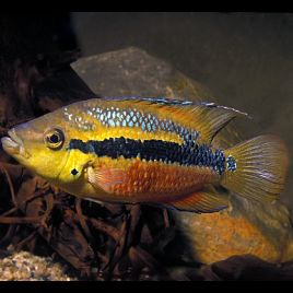 Cichlasoma Salvini - Trichromis salvini lot de 2